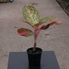 Image result for Isonema