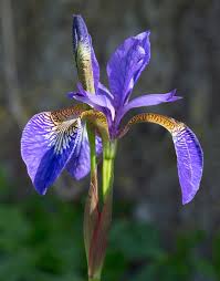 Check spelling or type a new query. Iris Plant Wikipedia