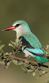 Grey Bird With Blue Black And White Wings Bird Colorful Birds Kingfisher Nature Birds
