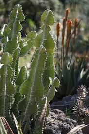 Image result for Euphorbia cooperi