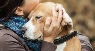 How To Euthanize A Dog At Home Without A Vet 2020 May Updated Dog Grief Losing A Dog Dogs