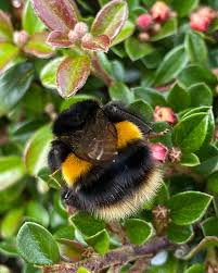 Image result for Bombus terrestris