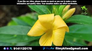 Image result for Barleria tanzaniana