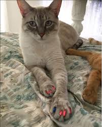 Kediler Icin Takma Tirnak Soft Claws Nedir