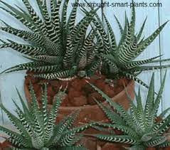 How to plant, grow & care for aloe vera? Haworthia The Jewels Of The Succulent World