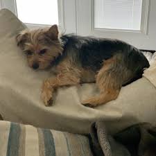 Puppy love grooming by lynn is a full service dog grooming salon. Puppy Love Grooming Pet Groomers 828 Trudeau Dr Metairie La Phone Number