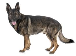 These pups will be big to large with wonderful heads, structure, straight backs and strong ears. German Shepherd Colors All 13 Shades Of Shepherds Marvelous Dogs