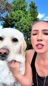 Golden Retrievers Vs Labradors