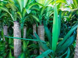 Yucca Palme Vermehren Yucca Palme Garten Pflanzen Zimmerpflanze Palme