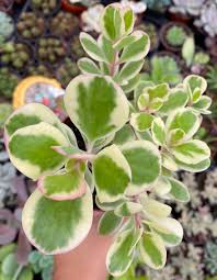 Image result for Kalanchoe glaucescens