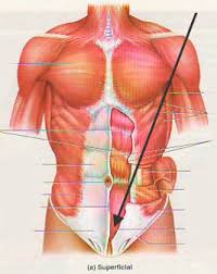 Pupils to label the major muscles of the body. Https Www Pvamu Edu Universitycollege Wp Content Uploads Sites 71 Apmuscles Pdf