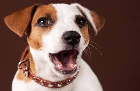Maybe you would like to learn more about one of these? A Answers Pet Food Maker Refutes Fda Salmonella Warning Petfoodindustry Com
