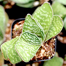 Image result for Barleria oxyphylla