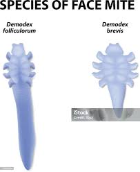 Image result for Demodex brevis