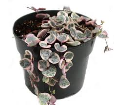 Image result for Ceropegia breviflora