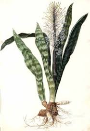 Image result for Sansevieria hyacinthoides