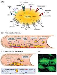 Image result for Platelet Function Closure Time