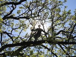 As a broward tree removal and tree service company, we provide an inclusive menu of tree services to the broward county areas viz fort lauderdale, coral springs , miramar, hollywood, deerfield beach etc. Advantage Tree Service Quad Cities Home Facebook