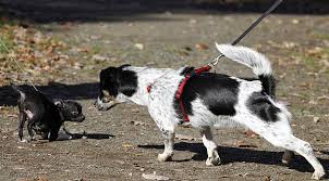 Haus of hund | online boutique for pets and pet lovers. Angst Beim Hund Woran Man Sie Erkennt Und Sie Uns Im Training So Oft Fordert Easy Dogs