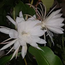 Hd00.15epiphyllum flowers (orchid cactus) blooming timelapse. Epiphyllum Oxypetalum Orchid Cactus Queen Of The Night In Gardentags Plant Encyclopedia
