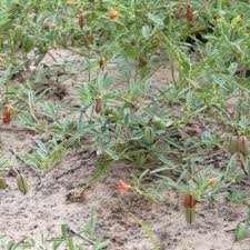 Image result for Crotalaria podocarpa