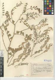 Image result for Astragalus atropilosulus