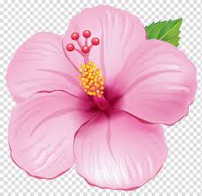 Flower Illustration Pink Exotic Flower Pink And Green Hibiscus Flower Illustration Transparent Background Png Clipart Hiclipart Get 100's of free video templates, music, footage and more at motion array: flower illustration pink exotic