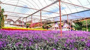Though not very big but it has well paved pathways that. Cameron Lavender Garden Travel Guidebook Must Visit Attractions In Cameron Highlands Cameron Lavender Garden Nearby Recommendation Trip Com