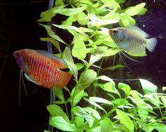 Freshwater Fish That Eat Snails Fresh Water Fish Tank Tropical Fish Tropical Fish Tanks