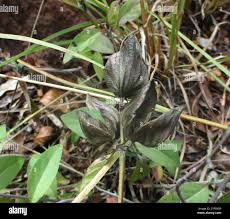 Image result for Barleria mackenii