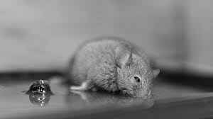 Subsequently, question is, do mouse sticky traps have poison? Can Mice Get Off Glue Traps 5 Ways They Can Diy Rodent Control