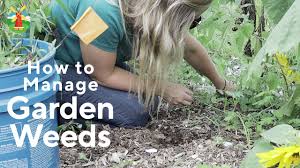 Mulches control weeds by preventing sunlight from reaching the soil surface. Weed Control Plan For An Organic Vegetable Garden