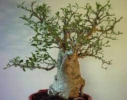 Finding quality bonsai trees for sale in the united states can be a real quest, as there are literally hundreds of shops that sell bonsai trees. African Baobab Adansonia Digitata Indigenous Tree Bonsai Seeds Seeds For Africa