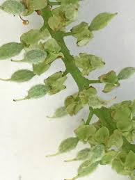 Image result for Crudia