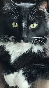 Check spelling or type a new query. Tuxedo Cat Breeds Long Hair Pets Lovers