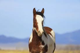 Kary koń – jak wygląda koń w tym umaszczeniu? | Zwierzaki