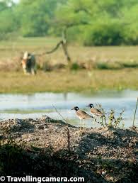 Bird Of The Month Bird Of The Month Year 2020 In 2020 Bird Months Identifying Birds