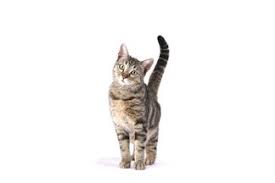 Gato, orocovis, puerto rico, a barrio. Gato Spanish To English Translation Spanishdict
