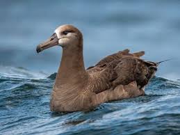 Black-footed Albatross Identification, All About Birds, Cornell Lab of  Ornithology