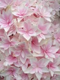We did not find results for: 47 Flowers That Start With H Ideas Flowers Planting Flowers Beautiful Flowers