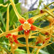 Image result for Strophanthus