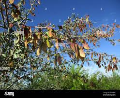 Image result for Securidaca longepedunculata