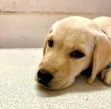 8 Best Labrador Breeders In Maine 2022 We Love Doodles