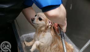 Join 20 million students from 195 countries. Do You Need A Dog Grooming License Qc Pet Studies