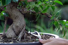 Image result for Ficus barteri