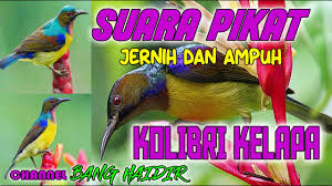 Umumnya merupakan kombinasi hitam, kuning dan merah. Suara Pikat Burung Kolibri Kelapa Yang Jernih Dan Terbukti Ampuh Youtube