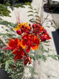 Image result for Caesalpinia pulcherrima