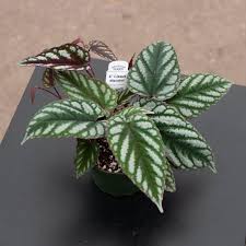 Image result for Cissus