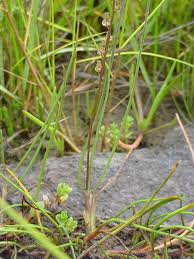 Image result for Juncaginaceae