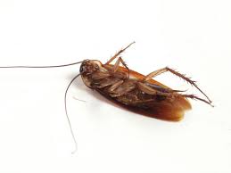 Granted, it's a low rent place that isn't well maintained so i can't act like i'm. How To Get Rid Of Roaches Exterminator